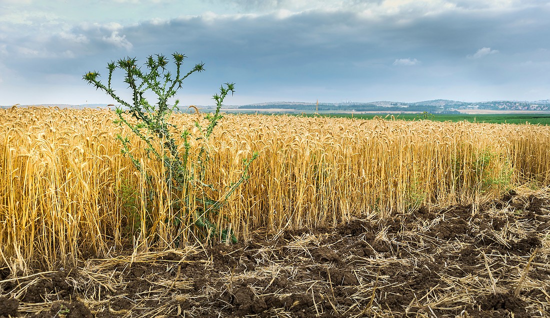 For the Gospel message for July 30, Father Garry Koch reflects on the parables that relate to what it takes to reach the Kingdom of Heaven. Photo from Shutterstock.com