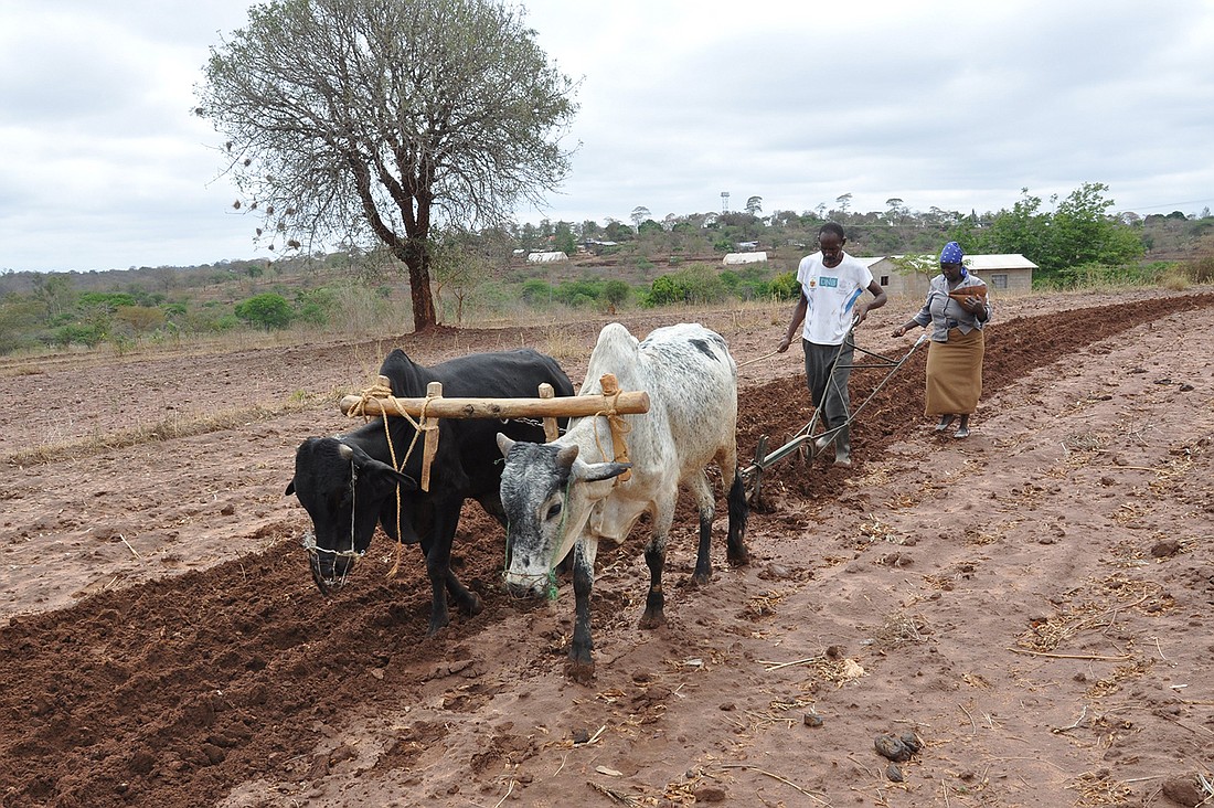 A Kenyan farmer tills and plants his farm in Machakos Nov. 3, 2022. CNS photo/Fredrick Nzwili