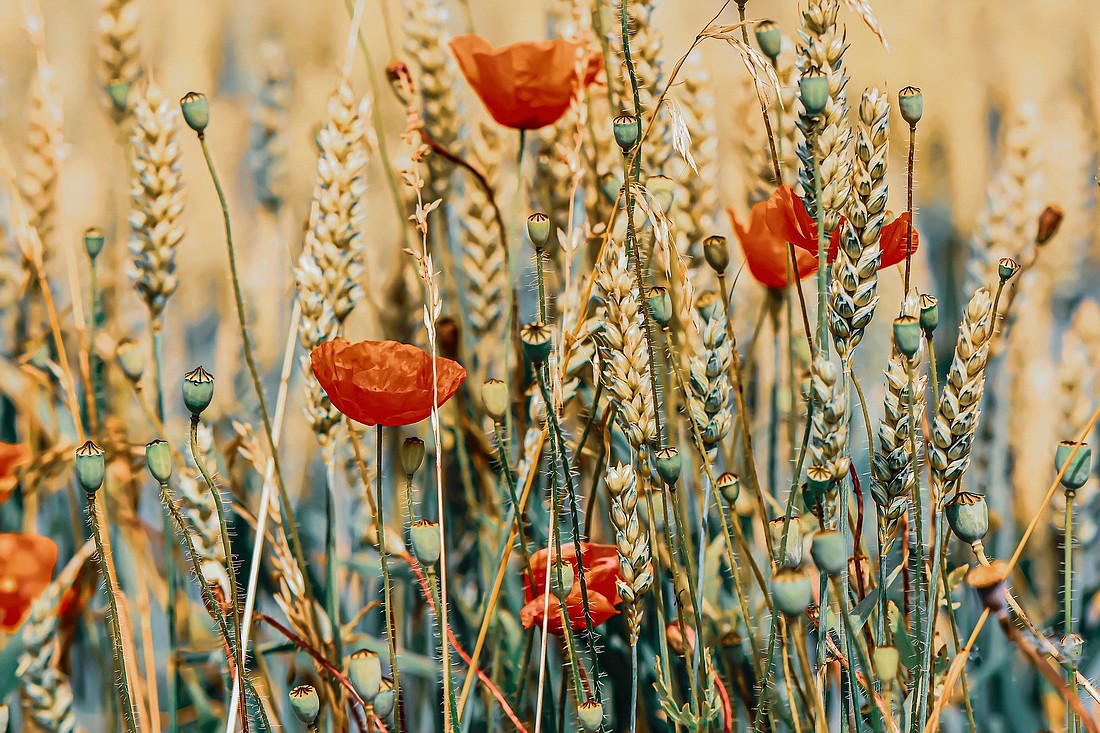 A photograph of poppies blooming amid a field of wheat brings to mind Jesus' parable of the sower and the good soil. (OSV News photo/Alexa_Fotos, Pixabay)