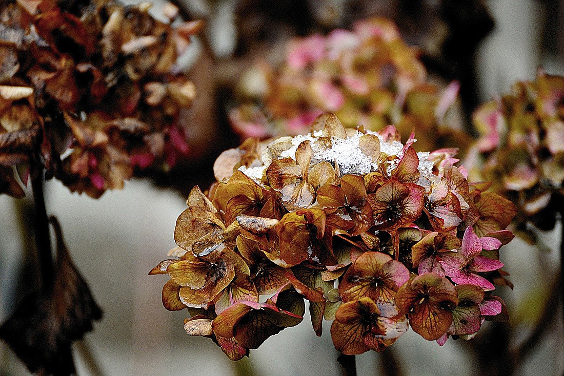 Faded hydrangeas facE the first frost of autumn and a season of dormancy and rest. OSV News photo/Congerdesign, Pixabay