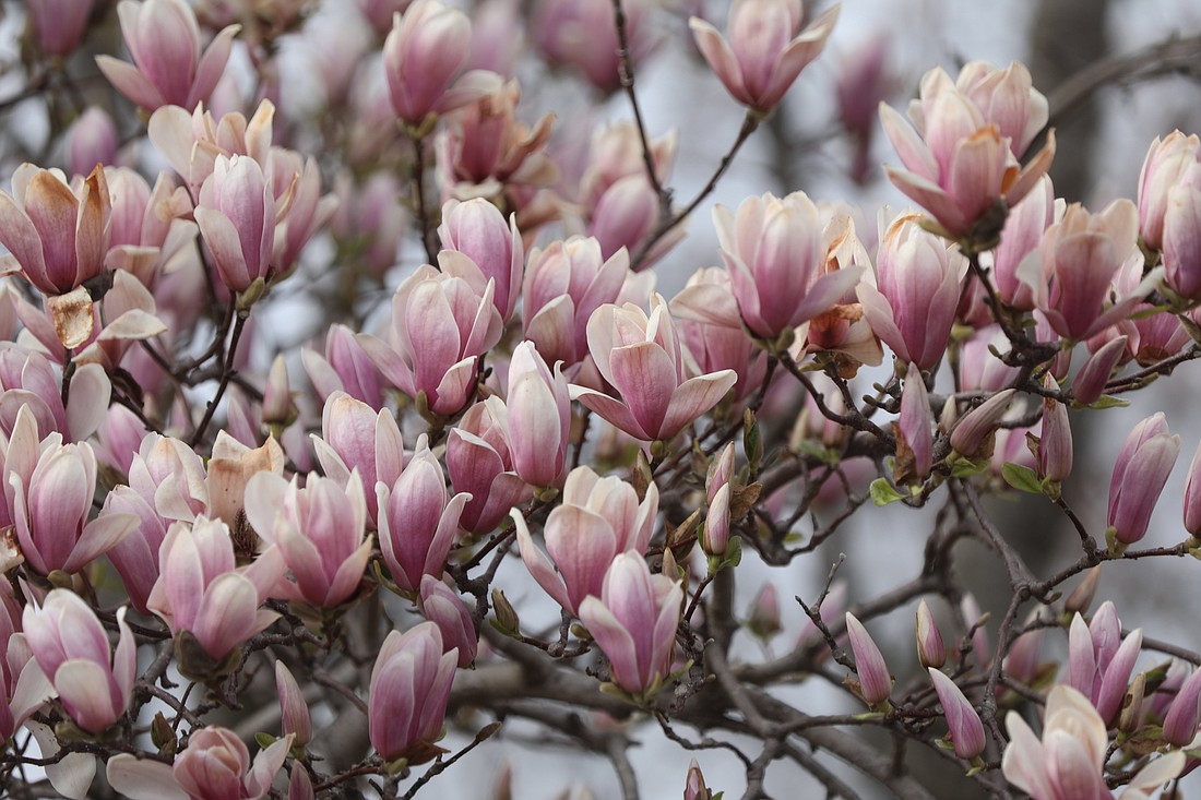 Blossoms are pictured on a tree outside a home in Chesapeake Beach, Md., March 30, 2022. (OSV News photo/Bob Roller)