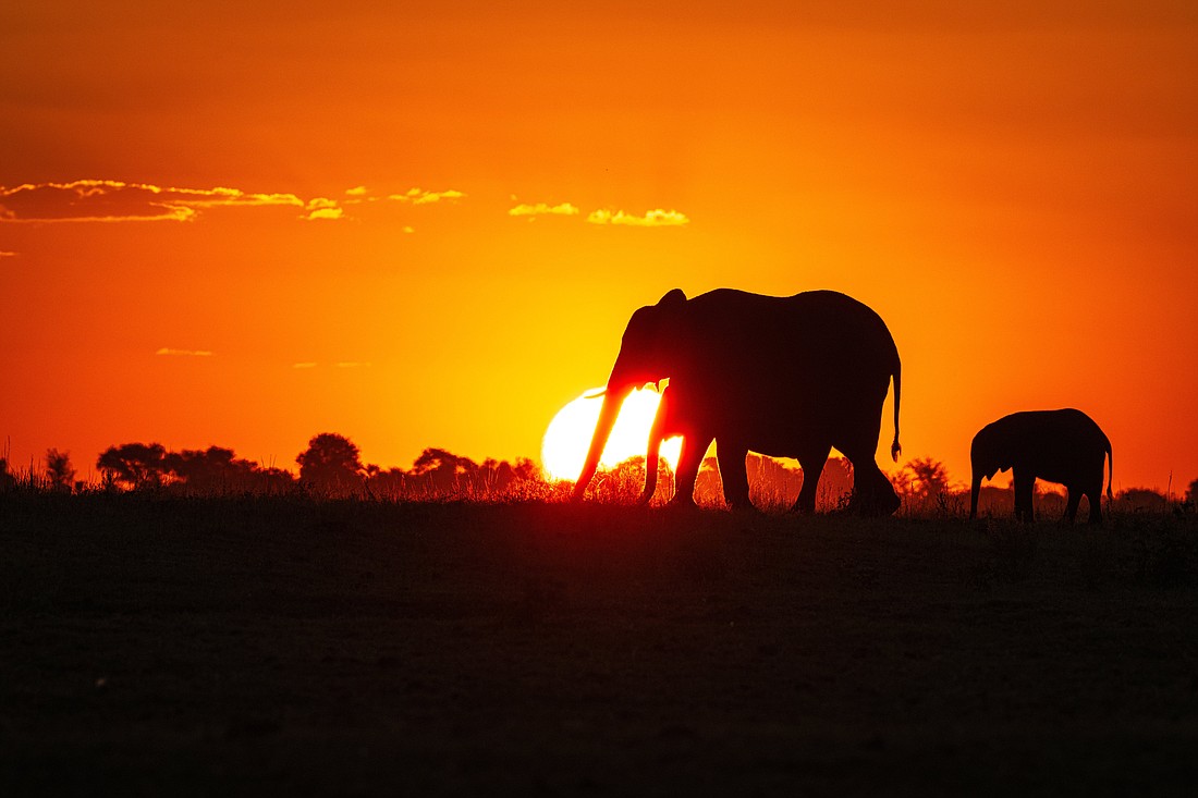 Elephants walk along a dirt path at sunset March 19, 2024, inside Chobe National Park, located in Kasane, Botswana. (OSV News photo/Sam Lucero)