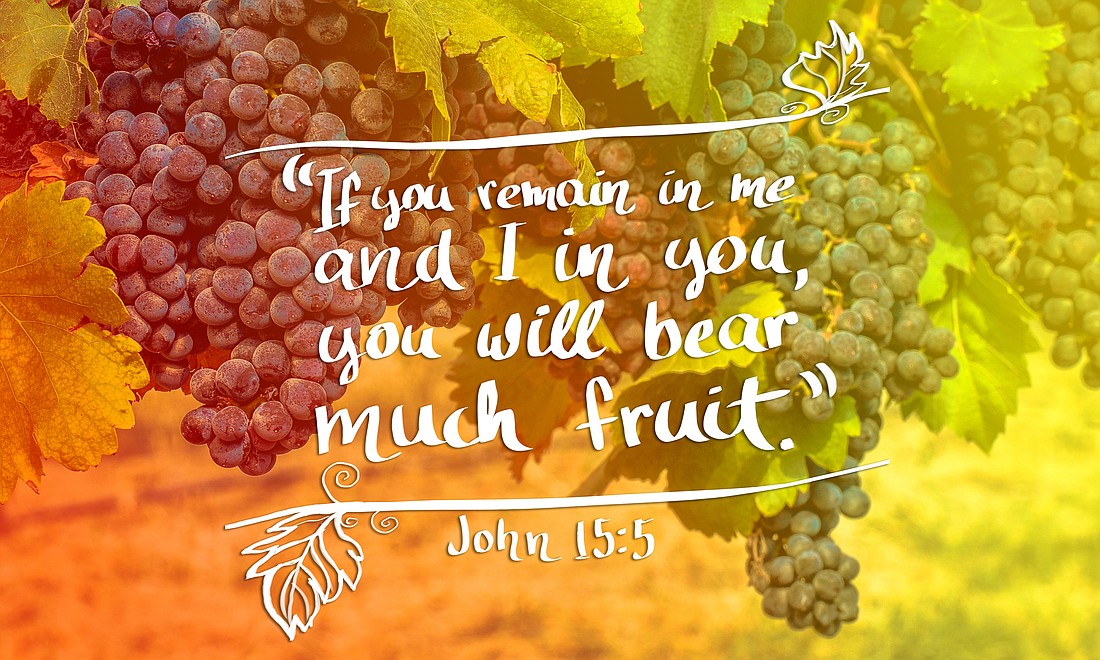 I am The Vine - John 15.5