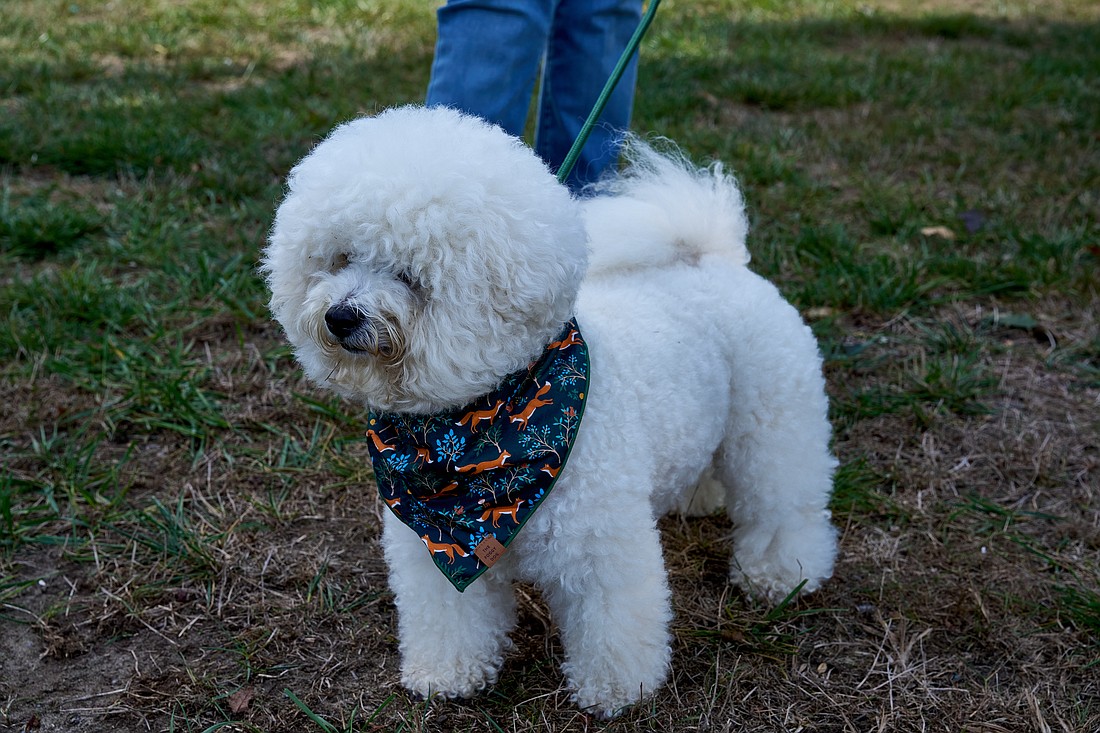 Decked out with a colorful scarf, this little pooch from St. Clement Parish, Matawan, patiently waits for a blessing from Father Thomas Vala, pastor, Oct. 6. Vic Mistretta photo