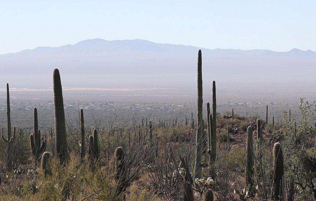 Cactuses are seen on a section of the Sonoran Desert region in Tucson, Ariz., Nov. 30, 2024. (OSV News photo/Bob Roller)