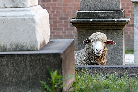 SUBSCRIBER EXCLUSIVE: Faith, Hope and Charity graze, keep grounds of church cemetery tidy  