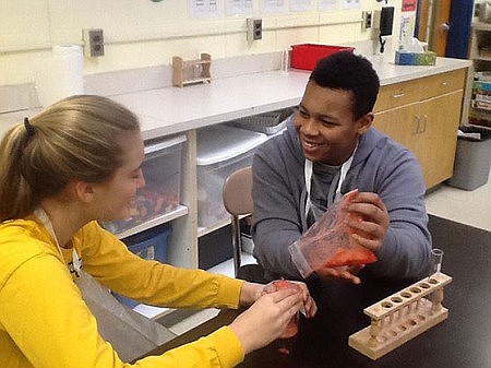 Students look to strawberries to learn about DNA