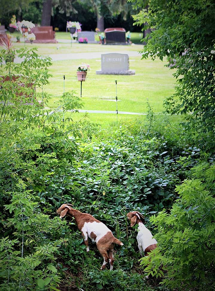 Voracious goats keep Wisconsin cemetery looking beautiful the natural way