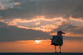 An encounter with seagulls offers a spiritual lesson