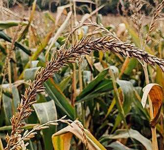 Remembering to leave the corners of our fields for others