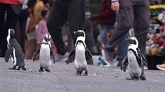 'Penguin Town,' streaming, Netflix, is not for the birds