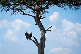 Even vultures are part of the Divine Mercy