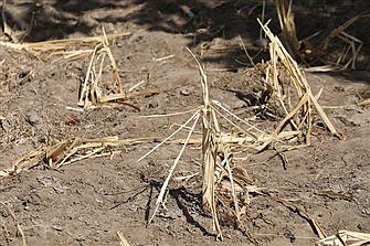 Priests describe danger of famine in Kenya as bishops launch aid appeal