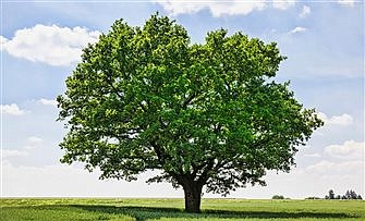 A tree falls and is noticed