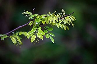 Bishops urge listening to the call of the earth during Season of Creation