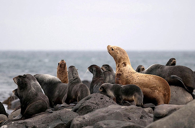 During COP15, Catholic activists urge action to protect biodiversity