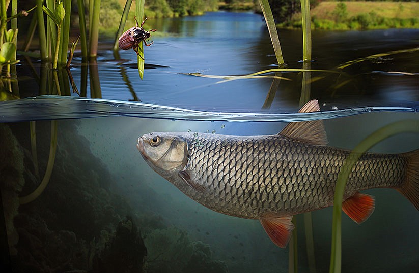 New report sounds alarm over 'forever chemicals' in freshwater fish, impacts on communities