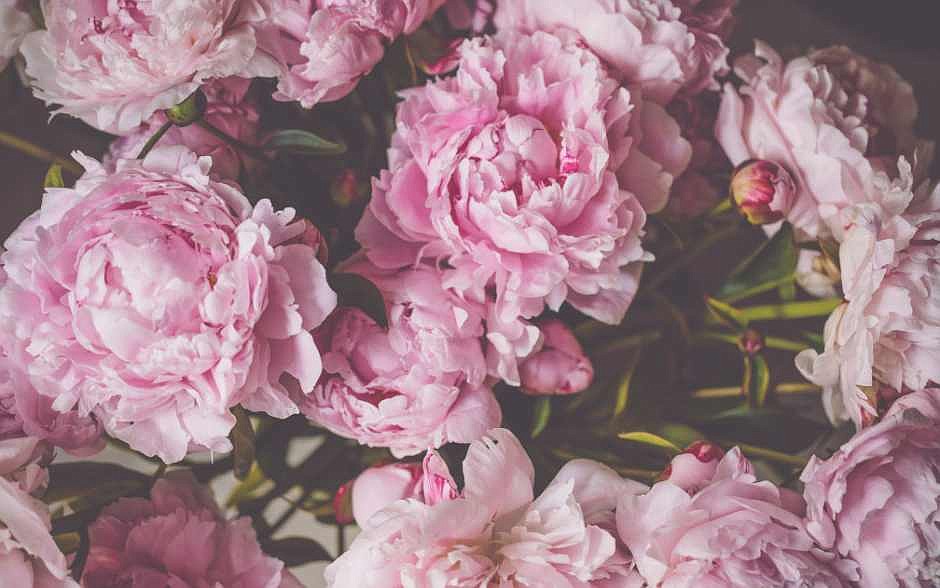The hidden goodness of the peony